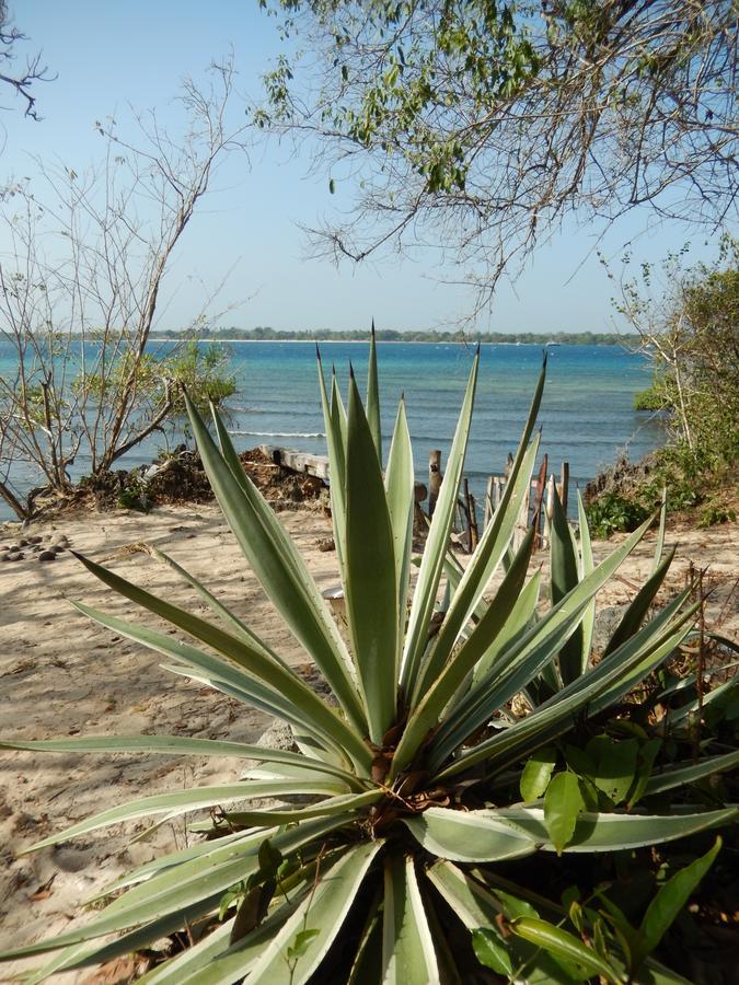 Blue Monkey Beach Cottages Shimoni Eksteriør billede