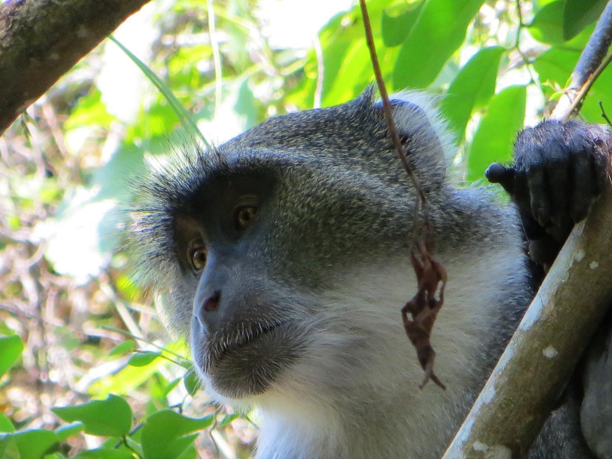 Blue Monkey Beach Cottages Shimoni Eksteriør billede